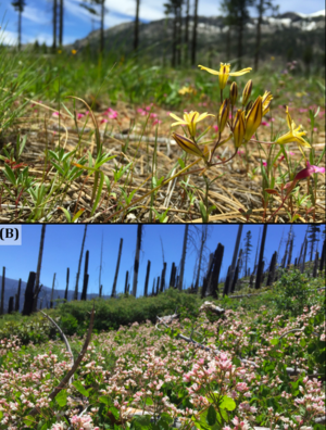 Fire severity impacts on plant species richness: Research Brief