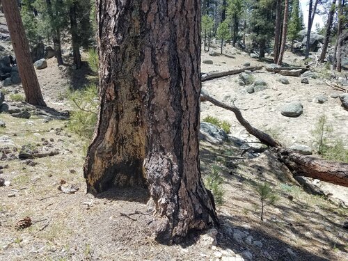 Stand Structure in the Sierra de San Pedro Mártir: Research Synthesis 