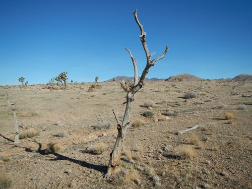 Treatments and Planting Location Affect Post-Burn Restoration: Research Brief 