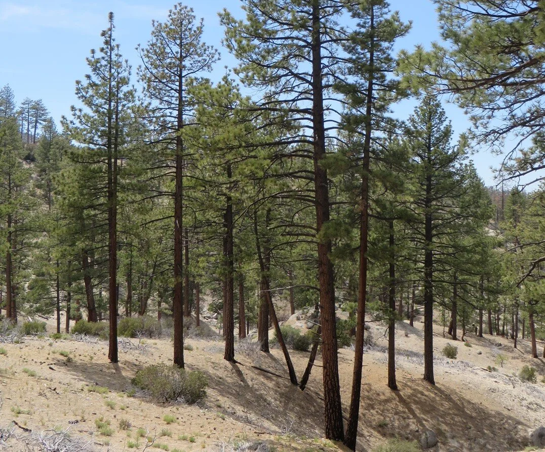 Interactions Between Fire and Climate in the California Sierra Nevada: Research Synthesis