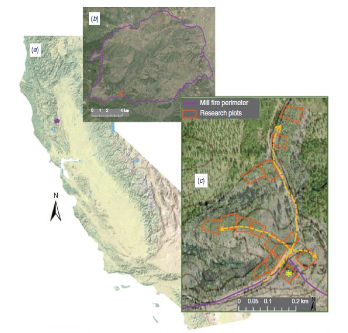 Insights from wildfire backburns for conducting hot prescribed burns in ponderosa pine plantations: Research Brief