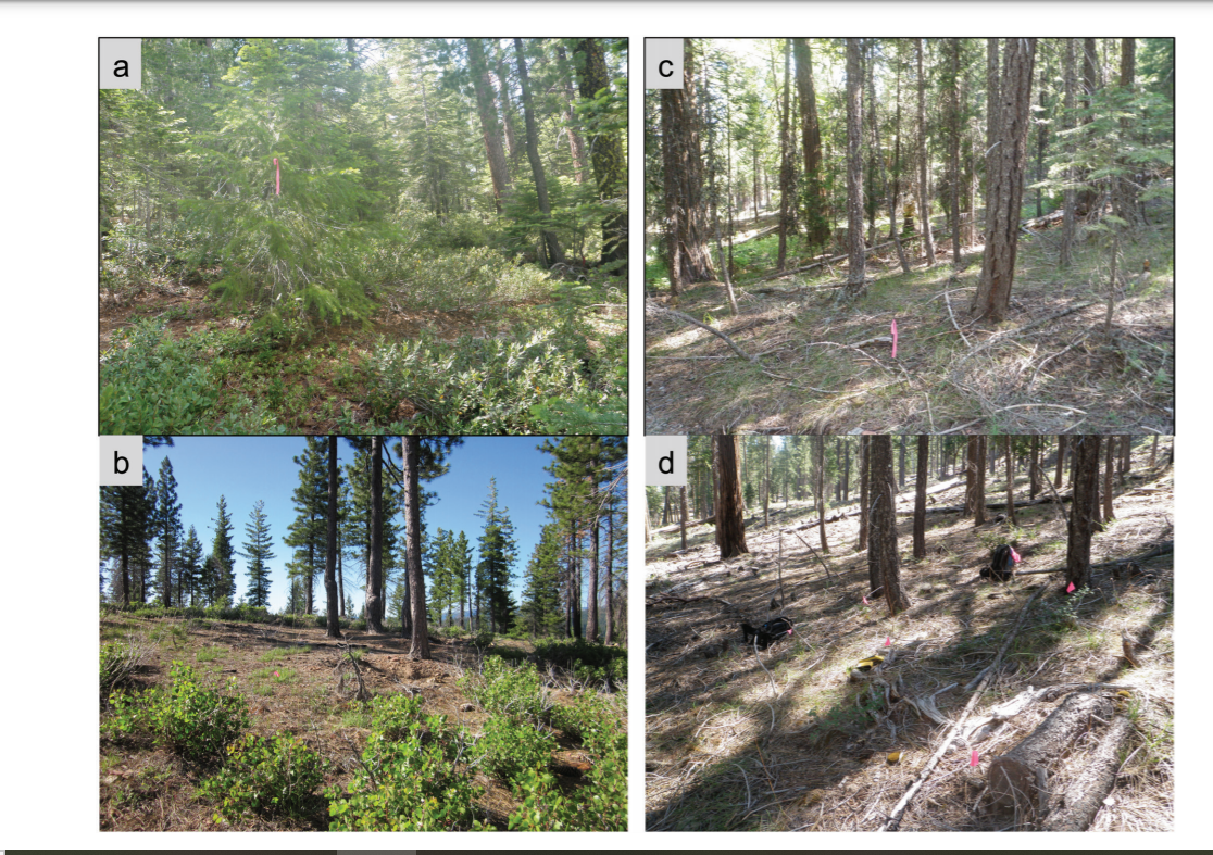 Forest Restoration and Fuels Reduction: Convergent or Divergent? Research Brief