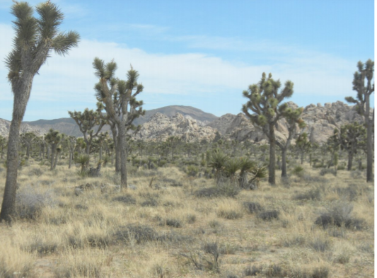 Advances in Innovative Technique Development for the Restoration of Mojave Desert Habitats and Ecosystem Functions (Virtual Event) 