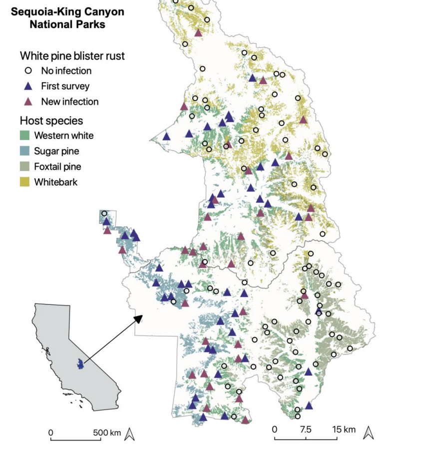 Blister rust, beetles, and fire threaten white pines: Research Brief 