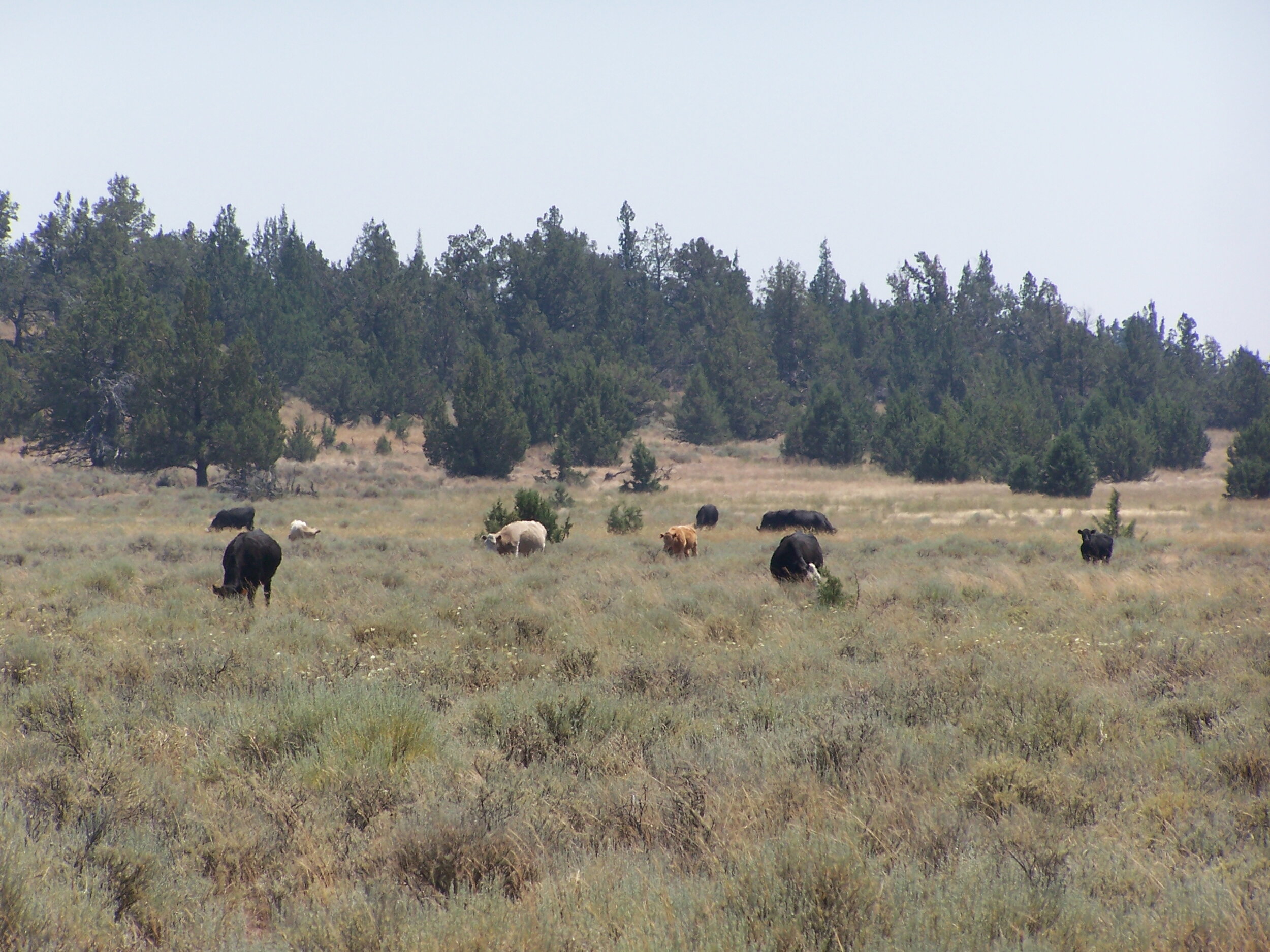 Third Annual Sustainable Management of California’s Fire-Prone Landscapes: Grazing for Community Resilience