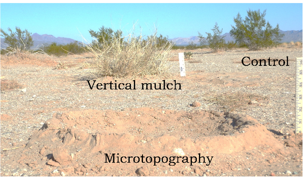 Bet-Hedging Desert Restoration Practices during Drought: Research Brief