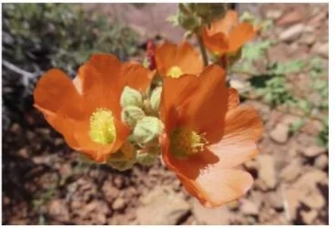 Mojave Desert Native Plant Program: 2022 webinar series