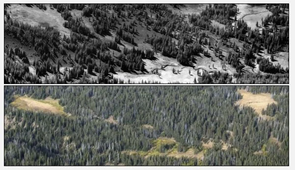 Forest Health Research Program Grantee Webinar: Climate change and wildfires in western North American forests: a review of ecological departures and adaptation strategies