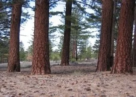 2024 FFERAL Lecture Series: Western Forest Resilience: Which Way Forward?
