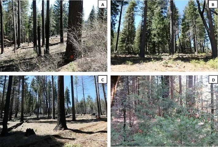 Forest restoration and fuels reduction work: Different pathways for achieving success in the Sierra Nevada