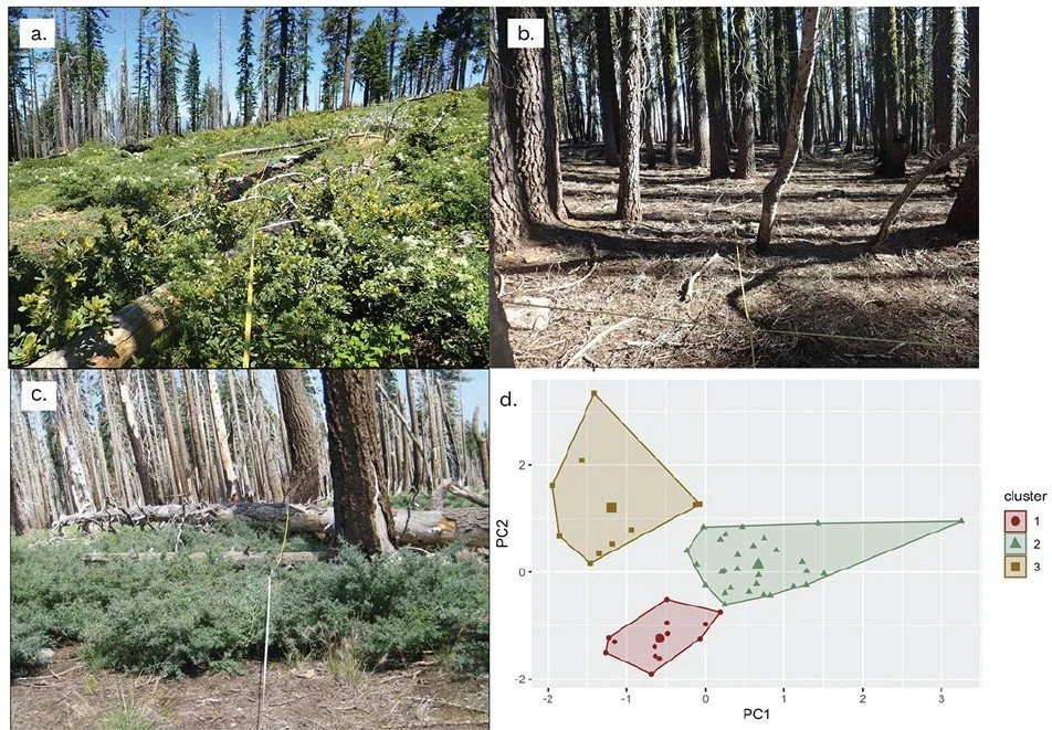 Drivers of fire severity in three short-interval successive fires in the Sierra Nevada, California