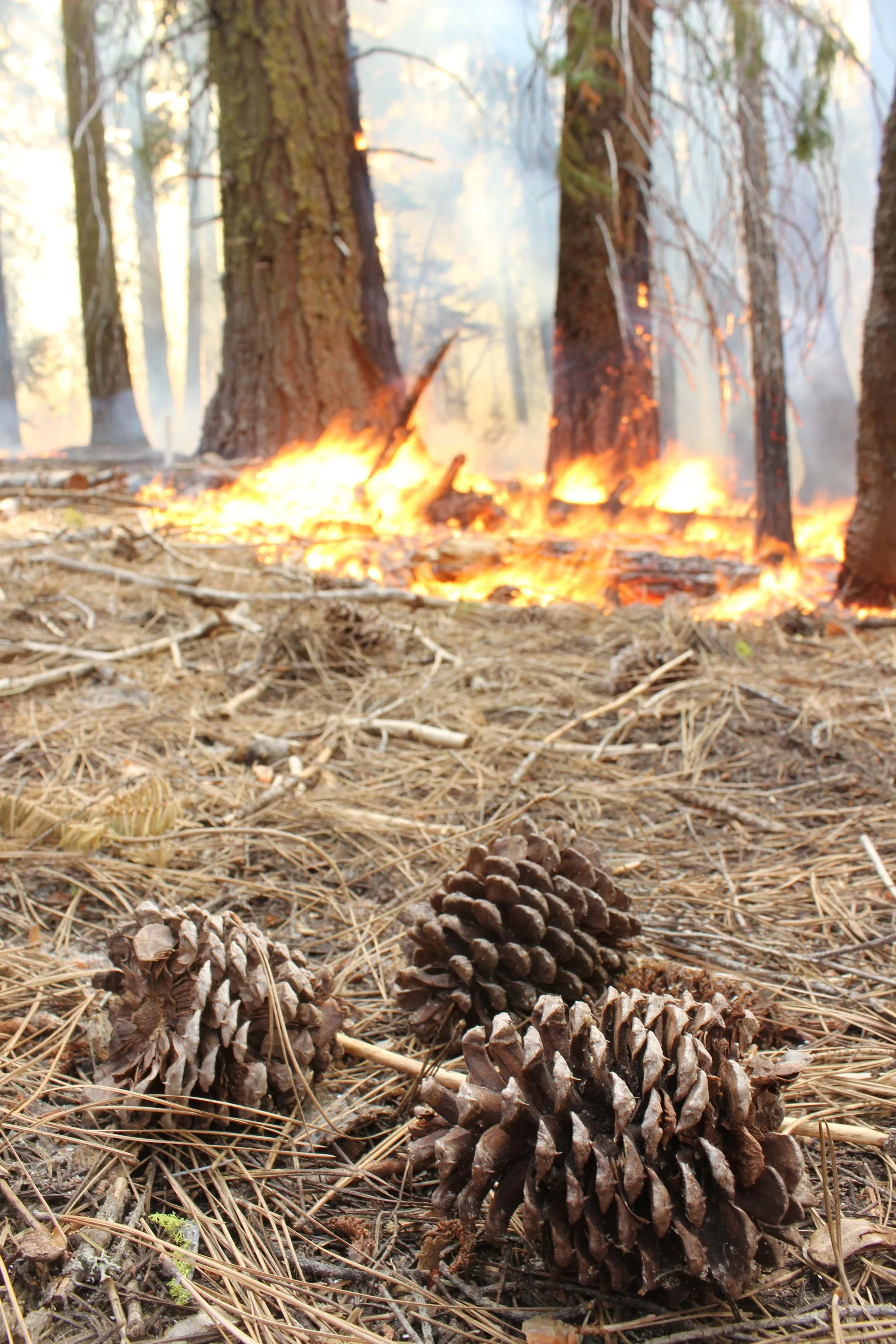 A tale by two Kristen’s (and others) — Leveraging wildfire to increase forest resilience