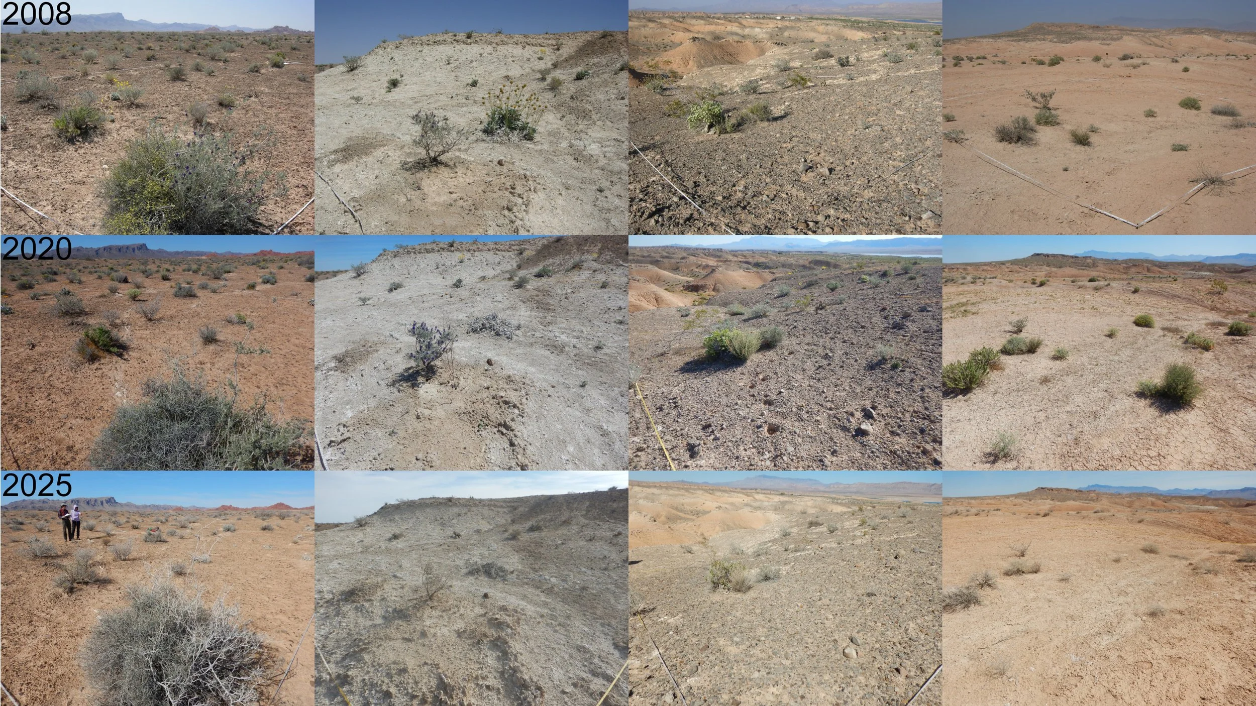 Drought and Change in Invasive Grass Fuels during an 18-Year Period in Rare Plant Habitat in the Mojave Desert