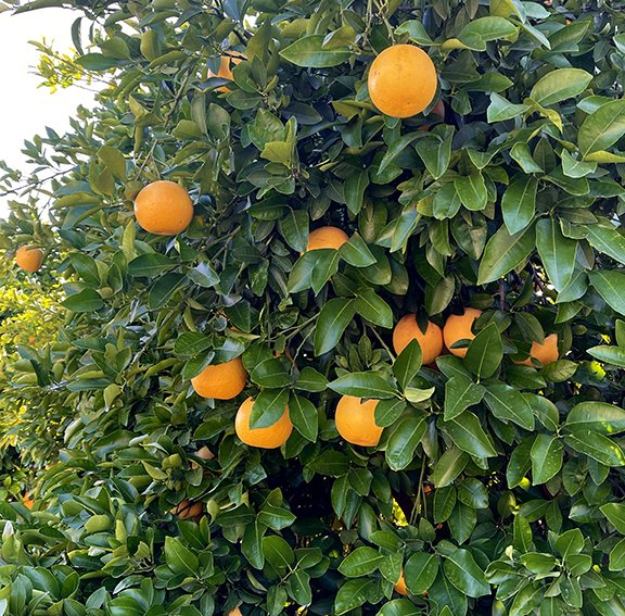 orange tree.jpg