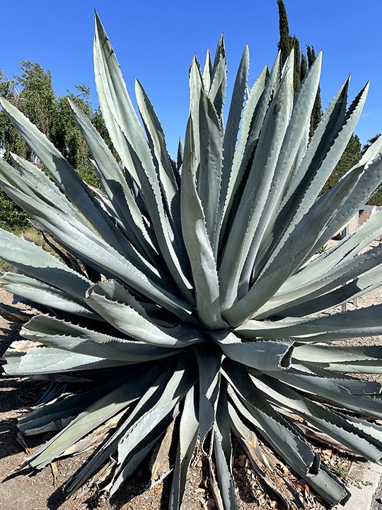 cactus temecula.jpg