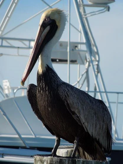 birdkeywest.jpg