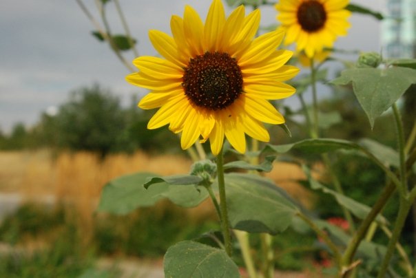 flower.jpg