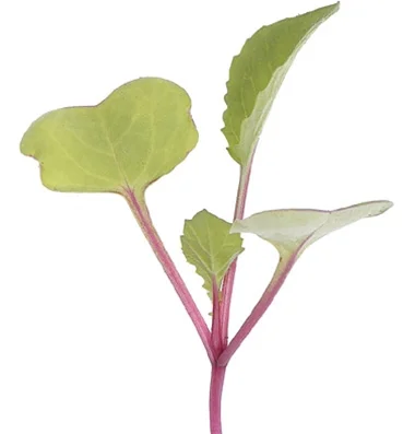 RED RADISH (HONG VIT)