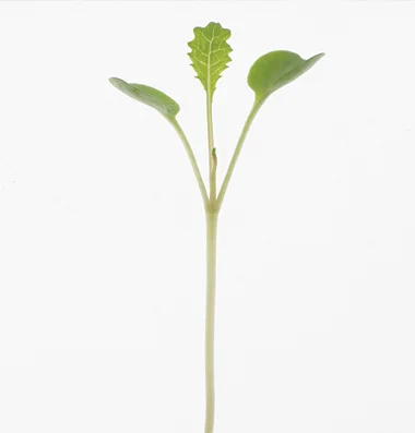 KALE (TOSCANO)