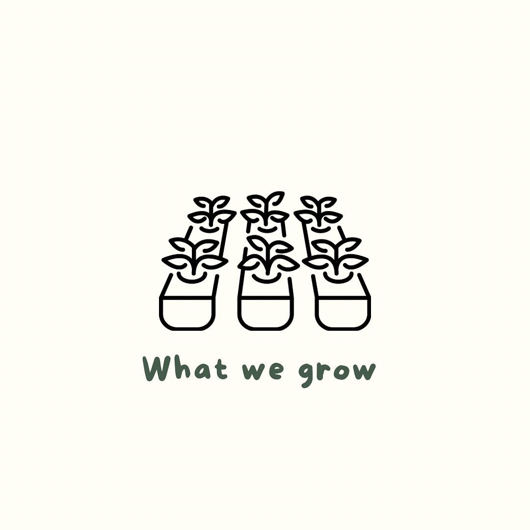 What we grow&hellip;🌱