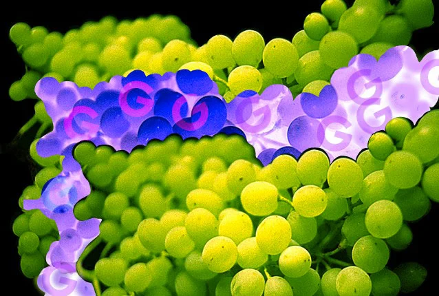 G/Grapes, 1994 Digital Painting