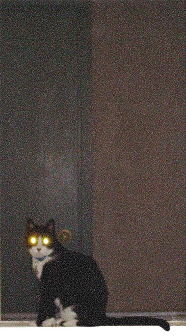 Chipper in Window, 2005 Digital Painting