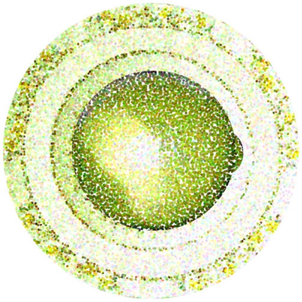  Lime with Circles, 2001  Digital Painting 