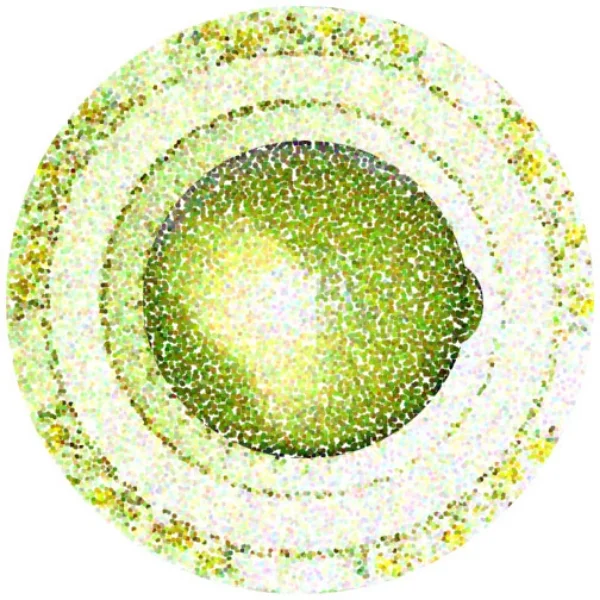 Lime with Circles, 2001 Digital Painting