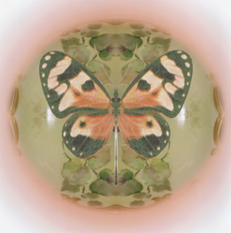  Symmetrical Butterfly 