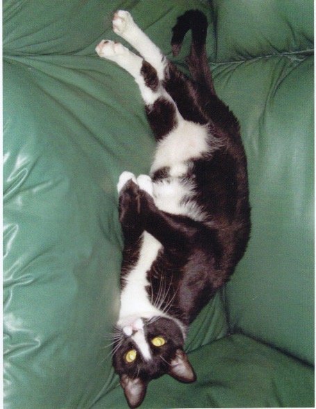 Cat.JPG