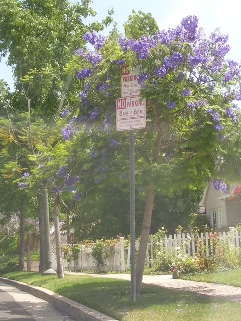 Beauty in Middle of no parking.JPG