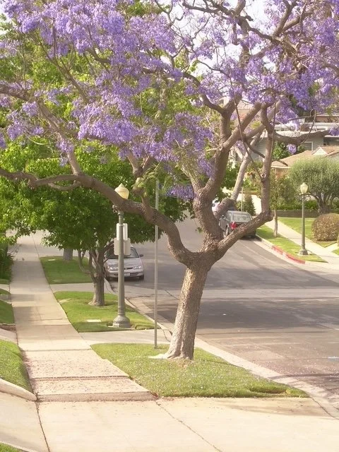 Down the street.JPG