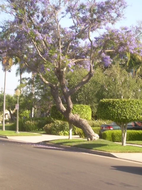 DSCN0991.jpg