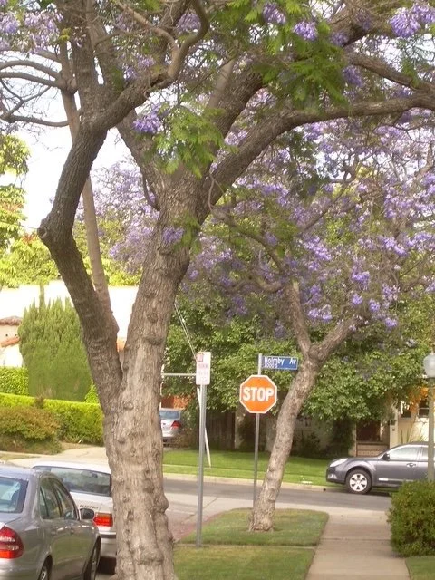 Holmby branches right off of Pandora.JPG