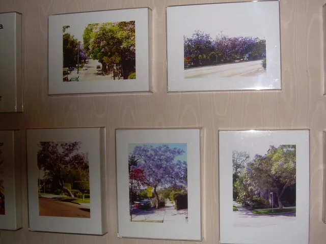Jacandra tree exhibit 2013.jpg