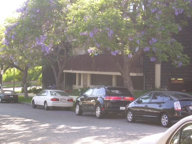Jacandra trees and cars.JPG