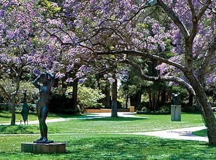Jacandra Trees another one.JPG