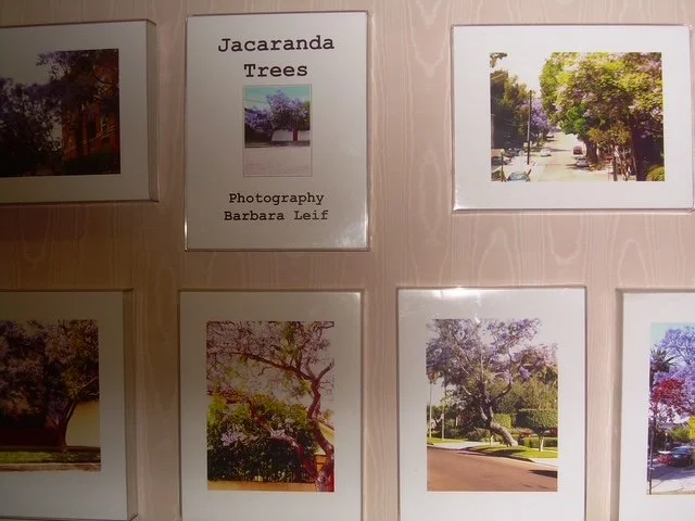 Jacantra tree exhibit 2013 2.JPG
