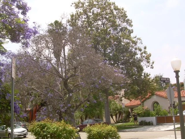 Jacaranda in the neighborhood.JPG