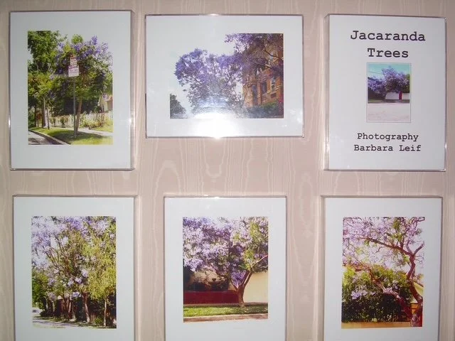 Jacaranda tree exhibit 2014.JPG