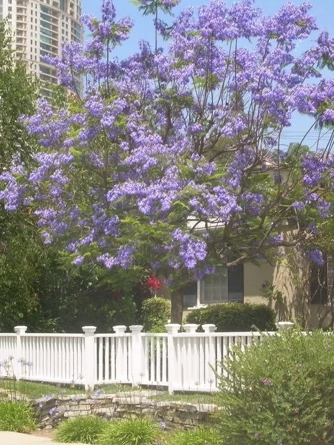 Picket fence.JPG