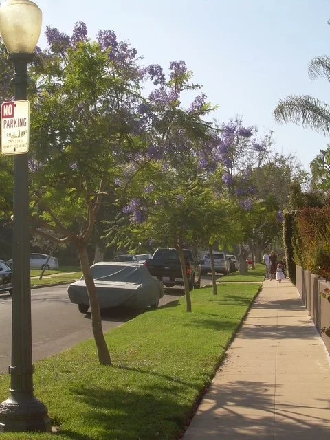 Recognize our neighborhood by no parking signs.jpg