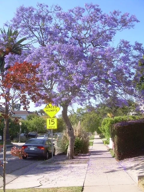 Signs mean good controlled area.jpg