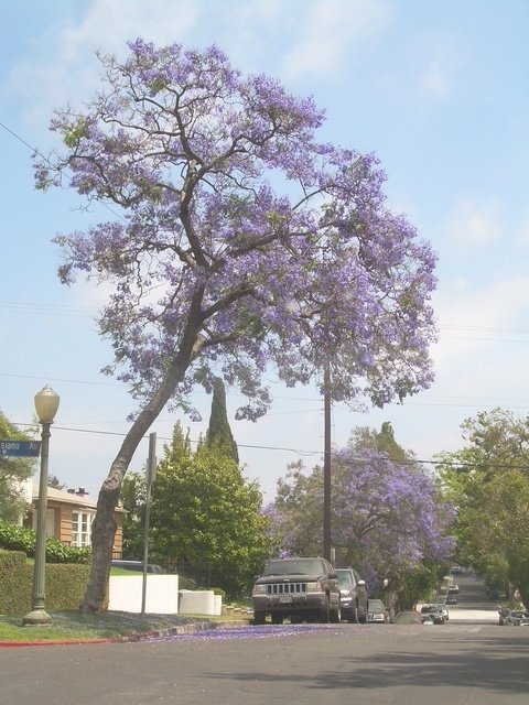 Spire trees behind.JPG
