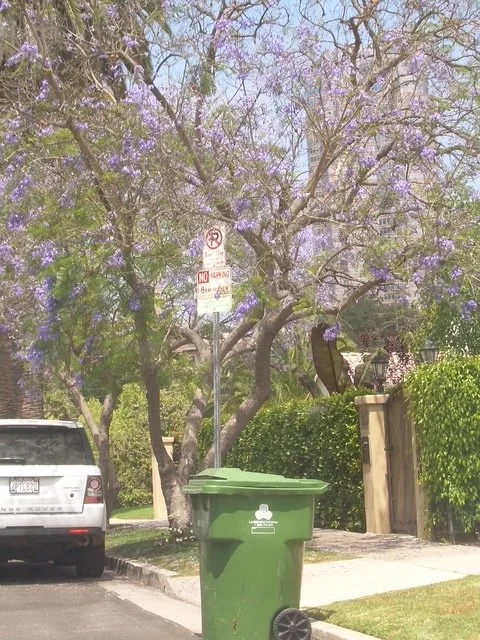 Trash can day.JPG