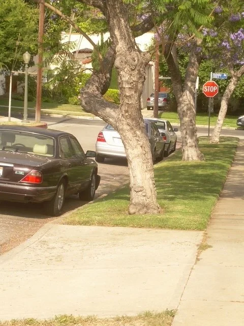 Trees on Holmby.JPG