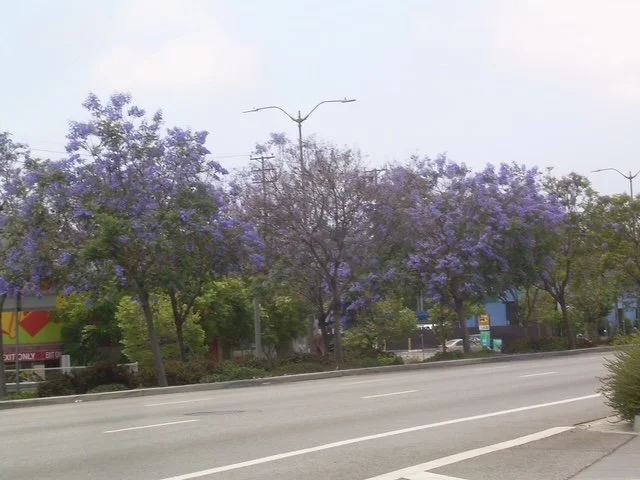 Wide street. No traffic.JPG