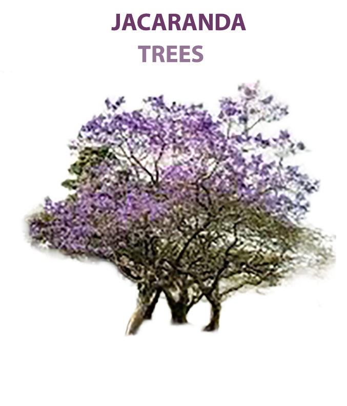 Just Jacaranda Treespsd.png