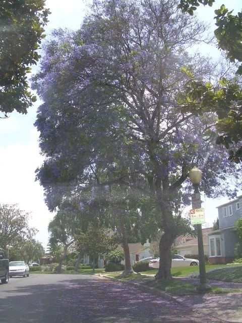 Jacaranda Tree.JPG