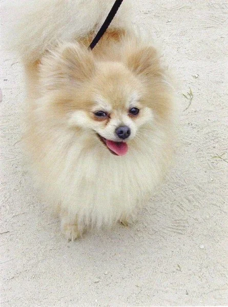 Adorable hairy chiuhuahua